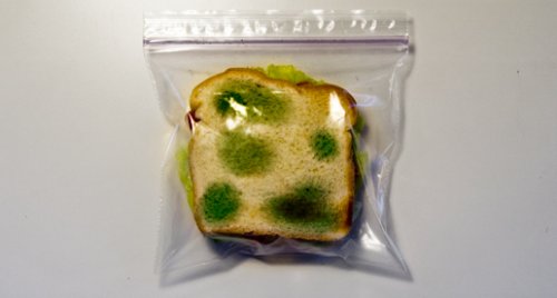 Nachher: Das Sandwich wird durch die Schimmel-attrappe geschützt